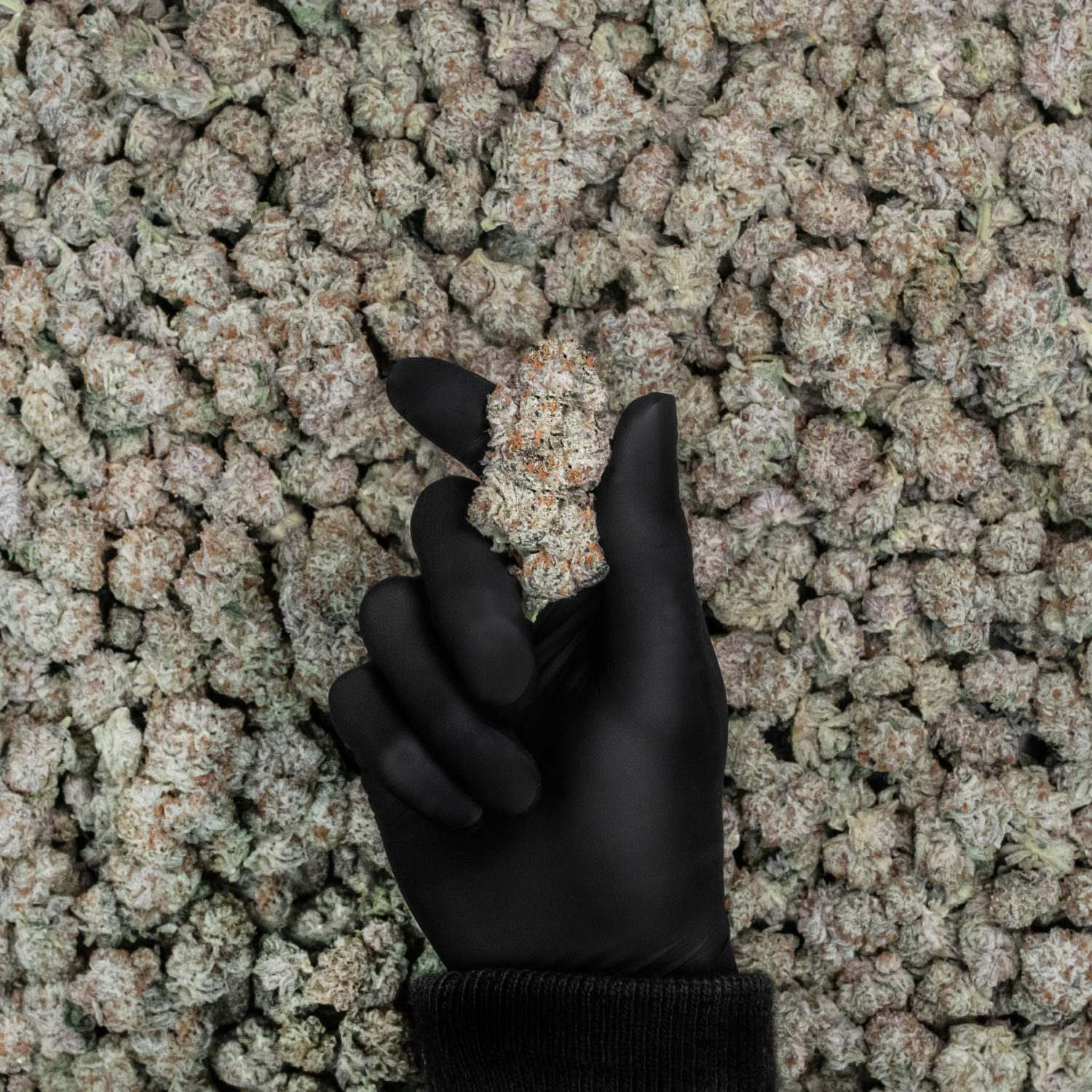 Cannabis, Weed, Hemp, And Marijuana — What’s What?Post Image